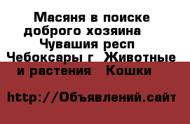 Масяня в поиске доброго хозяина.  - Чувашия респ., Чебоксары г. Животные и растения » Кошки   